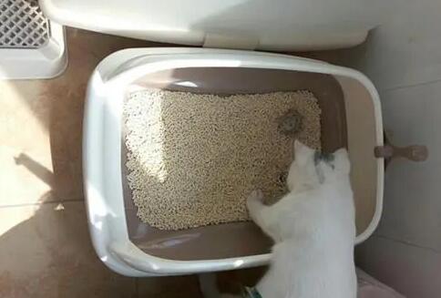 猫砂一天换几次