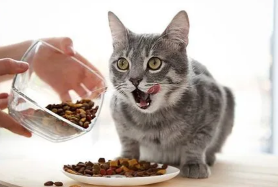 猫粮一个月吃多少钱