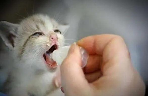 这5种情况下,猫咪都需要喂食“益生菌”,你别忽视了 这5种情况下,猫咪都需要喂食“益生菌”,你别忽视了