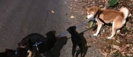 柴犬散步被小黑狗围攻，结果它的反应笑喷了
