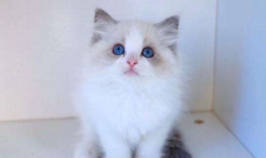 布偶猫开脸是什么意思？教你如何挑品相好的猫咪
