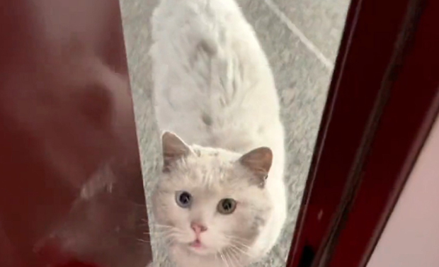流浪猫上门求收留,遭到拒绝也不离开 流浪猫上门求收留,遭到拒绝也不离开