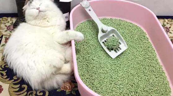 换猫砂要把旧全部倒掉吗