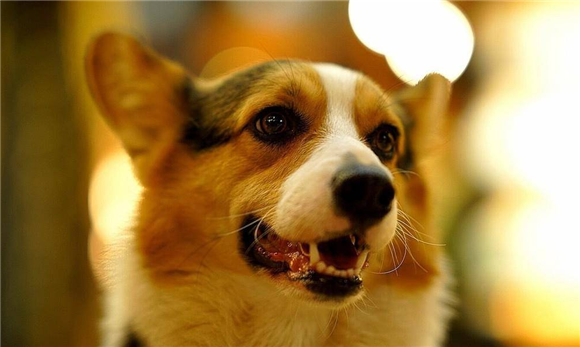 狗狗能吃人的咳嗽药吗