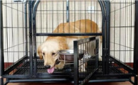 给狗放笼子里狗叫唤怎么办