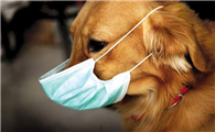 犬瘟热咳嗽吗