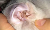 猫咪耳螨正常吗