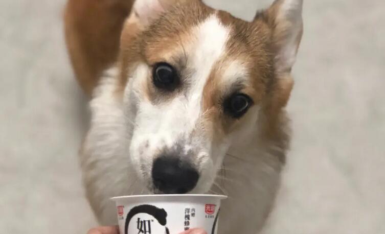 猫和狗能喝酸奶吗