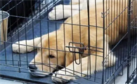 小狗刚关笼子一直叫