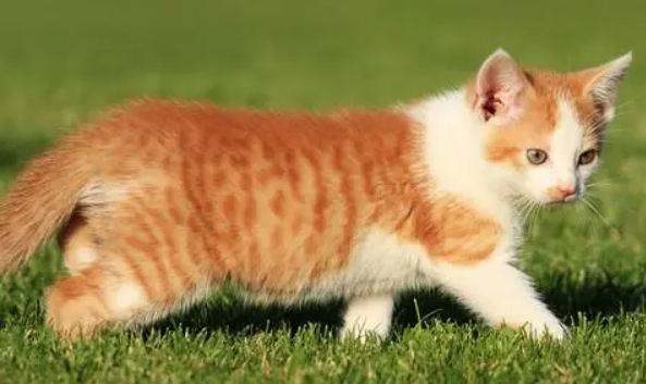 猫吃了阿苯达唑片不良反应有哪些?快来看 猫吃了阿苯达唑片不良反应有哪些?快来看