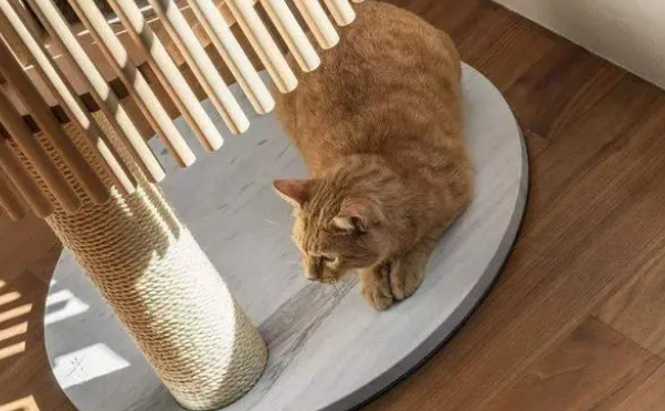 款式这么多，如何挑选适合自己家猫咪的猫爬架？