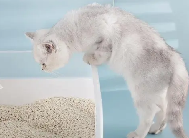 猫砂是猫粮吗 猫砂是猫粮吗