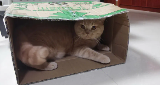 猫可以寄快递么？铲屎官一定要注意！
