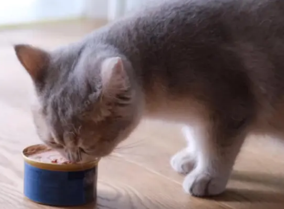 猫罐头为什么那么香