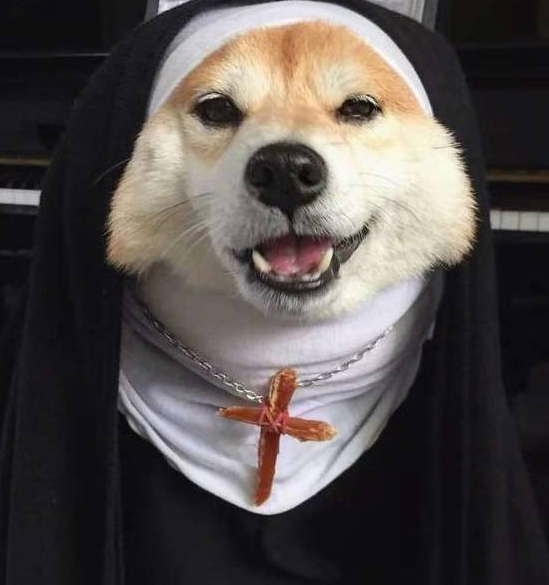 铲屎官脑洞大开，柴犬变修女，这邪魅一笑太帅了！