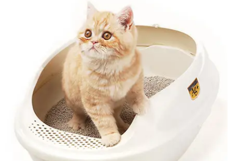 猫砂要定期全部换吗