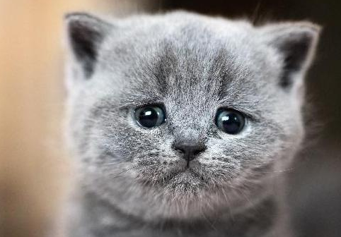 猫为什么叫的像小孩哭？本文告诉你
