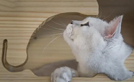 如何给野猫做窝