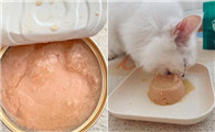 猫吃猫罐头好吗