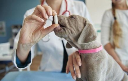 狗狗可以吃感冒药吗
