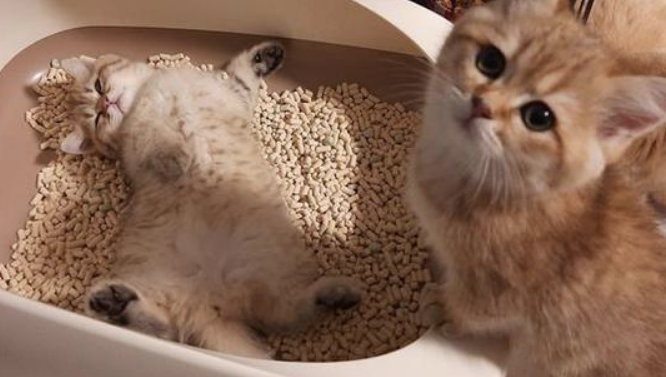 猫砂多少钱一吨