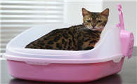 好用的猫砂排行 好用的猫砂排行