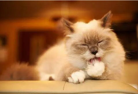 猫咪牙齿咬得咯咯响,是有什么原因! 猫咪牙齿咬得咯咯响,是有什么原因!