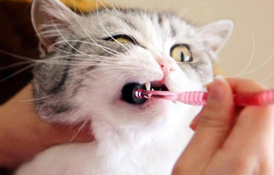 猫咪需要洁齿吗