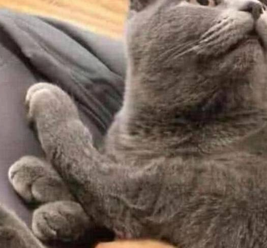 主人学网红用蓝猫取暖，结果蓝猫露出惊讶表情：老妹儿，你飘了！