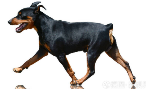 铲屎官科普:短毛犬有哪些品种? 铲屎官科普:短毛犬有哪些品种?