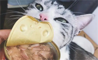 狗罐头猫咪可以吃吗