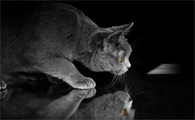 「绊运猫舍」猫干扰素最多能打几天