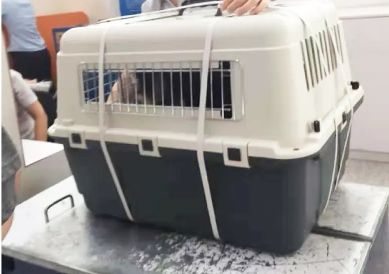 宠物航空箱怎么开 宠物航空箱怎么开