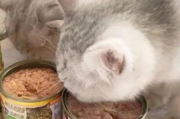 猫罐头冷藏后要加热吗
