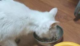 小猫怎么喂罐头