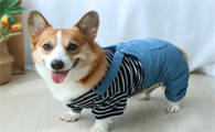 买小狗衣服在什么地方