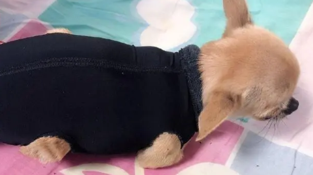 怎样做宠物狗衣服
