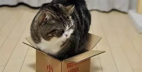 猫猫喜欢什么玩具