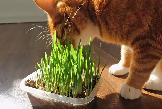 猫咪不吃猫草怎么办 猫咪不吃猫草怎么办