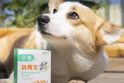 宠物益生菌和肠胃宝的区别