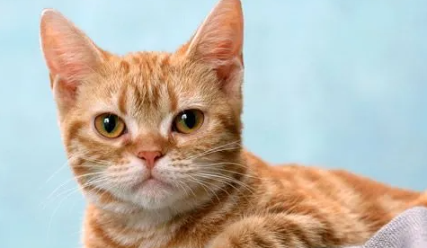 猫用爪子摸你脸代表什么?快来了解 猫用爪子摸你脸代表什么?快来了解