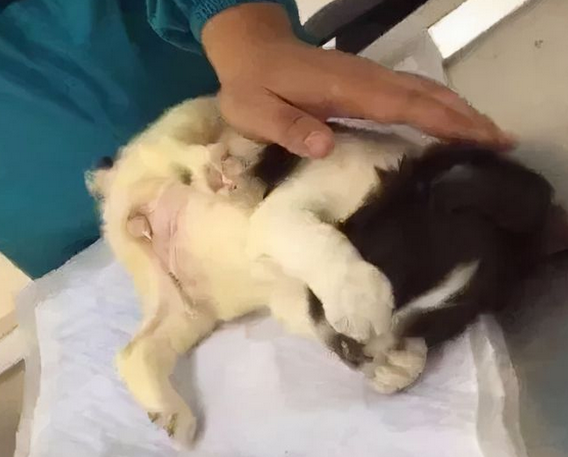 猫咪被困屋顶,消防队跑来救援时,却发现它在上大号? 猫咪被困屋顶,消防队跑来救援时,却发现它在上大号?