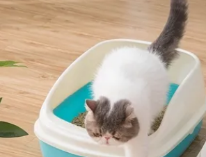 猫砂一次加多少 猫砂一次加多少