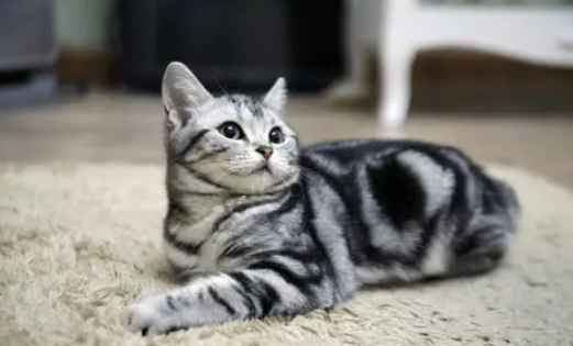 如何给猫咪选择合适的猫砂？从成分、优点、缺点剖析给你看！