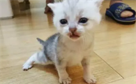 奶猫怎么分辨长毛短毛？想养的来了解下吧