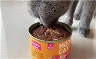 猫吃猫粮好还是罐头好