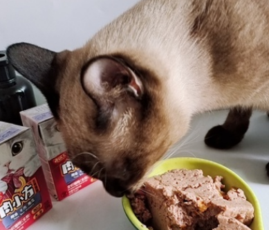 猫罐头比较好的品牌