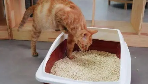 10斤猫砂能用多久