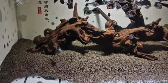 氧气泵并不是鱼缸的必需品,新鱼友们引以为戒,不要疯狂爆氧了 氧气泵并不是鱼缸的必需品,新鱼友们引以为戒,不要疯狂爆氧了
