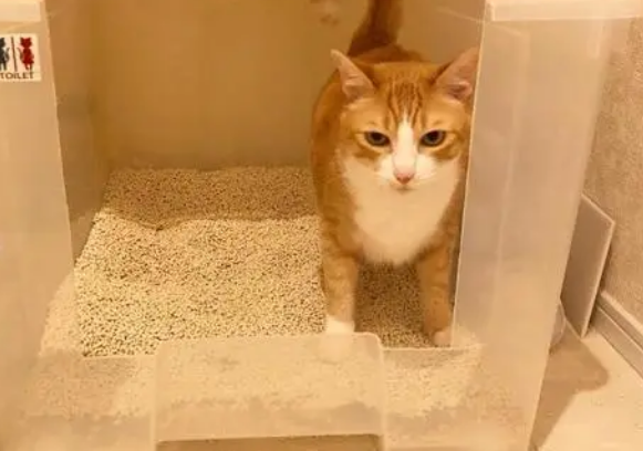 6l猫砂多少kg
